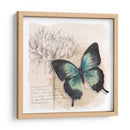 Caja De Sombra Mariposa Iii - Grace Popp | Cuadro decorativo de Canvas Lab