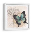 Caja De Sombra Mariposa Iii - Grace Popp | Cuadro decorativo de Canvas Lab