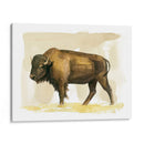 Bison Acuarela Sketch Ii - Grace Popp | Cuadro decorativo de Canvas Lab