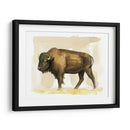 Bison Acuarela Sketch Ii - Grace Popp | Cuadro decorativo de Canvas Lab
