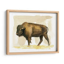 Bison Acuarela Sketch Ii - Grace Popp | Cuadro decorativo de Canvas Lab