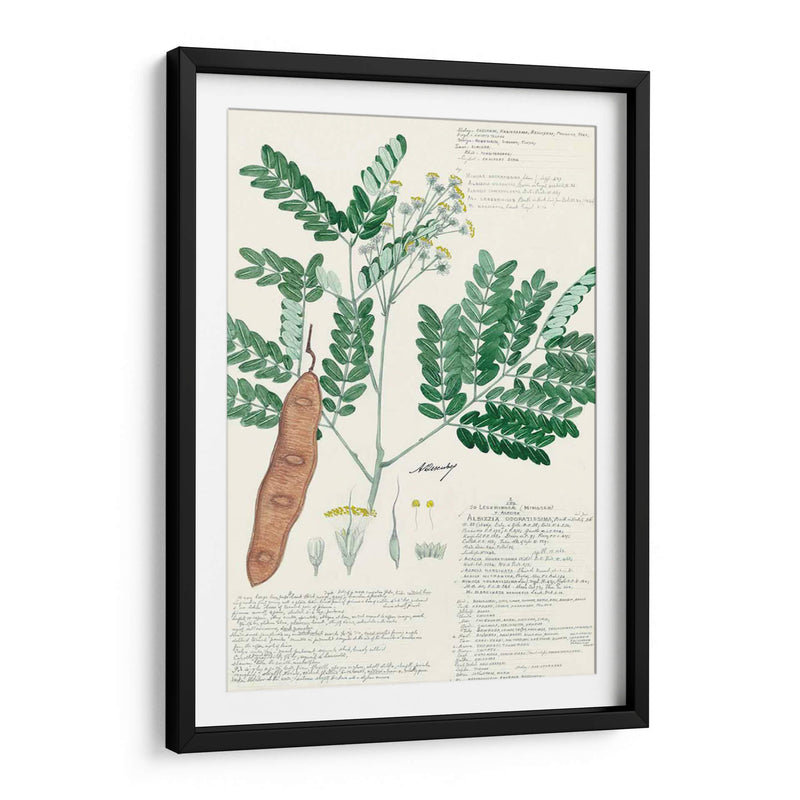 Descubieres Ferns Ii - A. Descubes | Cuadro decorativo de Canvas Lab