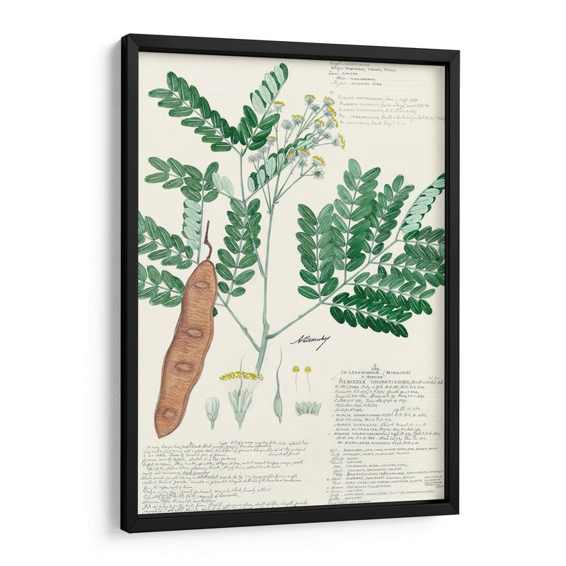 Descubieres Ferns Ii - A. Descubes | Cuadro decorativo de Canvas Lab