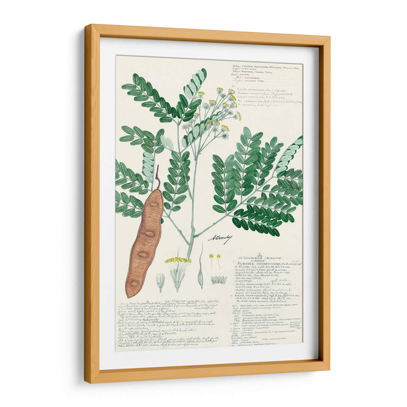 Descubieres Ferns Ii - A. Descubes | Cuadro decorativo de Canvas Lab