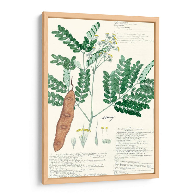 Descubieres Ferns Ii - A. Descubes | Cuadro decorativo de Canvas Lab