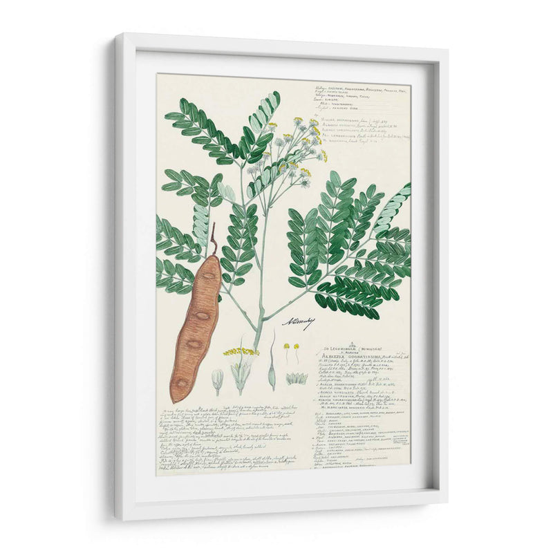 Descubieres Ferns Ii - A. Descubes | Cuadro decorativo de Canvas Lab