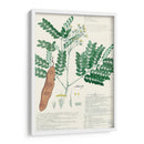 Descubieres Ferns Ii - A. Descubes | Cuadro decorativo de Canvas Lab