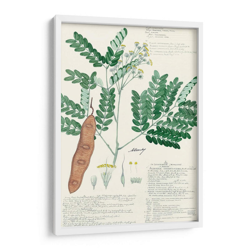 Descubieres Ferns Ii - A. Descubes | Cuadro decorativo de Canvas Lab