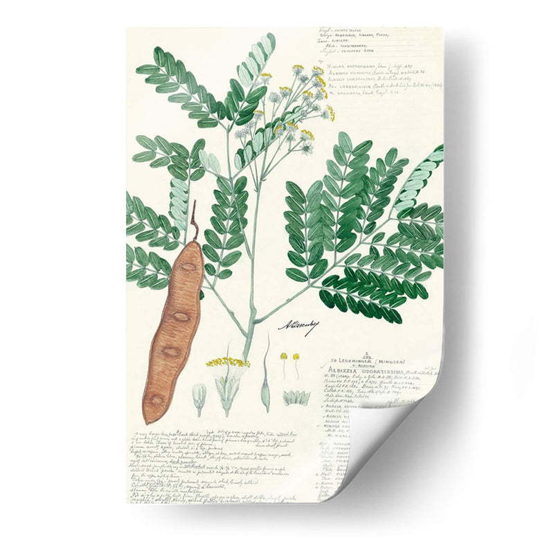 Descubieres Ferns Ii - A. Descubes | Cuadro decorativo de Canvas Lab