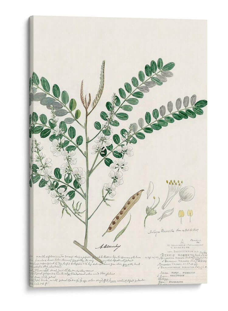 Descubes Ferns Iii - A. Descubes | Cuadro decorativo de Canvas Lab