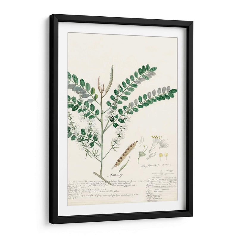 Descubes Ferns Iii - A. Descubes | Cuadro decorativo de Canvas Lab