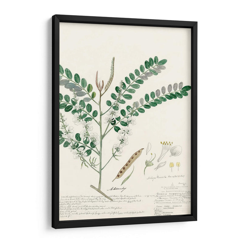 Descubes Ferns Iii - A. Descubes | Cuadro decorativo de Canvas Lab