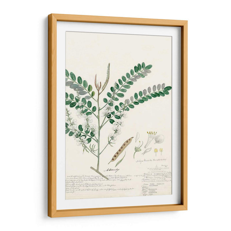 Descubes Ferns Iii - A. Descubes | Cuadro decorativo de Canvas Lab