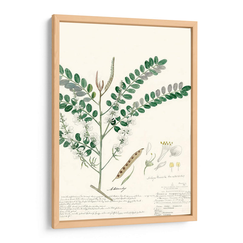 Descubes Ferns Iii - A. Descubes | Cuadro decorativo de Canvas Lab