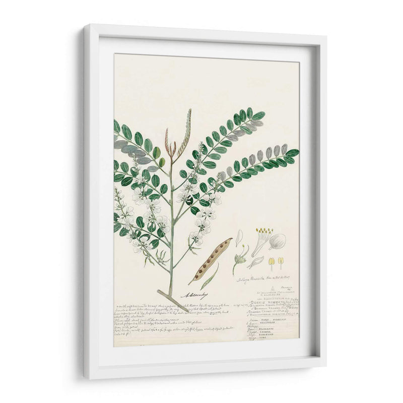 Descubes Ferns Iii - A. Descubes | Cuadro decorativo de Canvas Lab