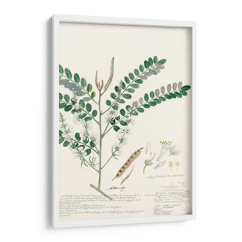 Descubes Ferns Iii - A. Descubes | Cuadro decorativo de Canvas Lab