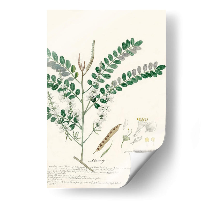 Descubes Ferns Iii - A. Descubes | Cuadro decorativo de Canvas Lab