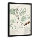 Descubieres Helechos Iv - A. Descubes | Cuadro decorativo de Canvas Lab