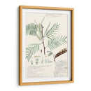 Descubieres Helechos Iv - A. Descubes | Cuadro decorativo de Canvas Lab