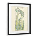 Pequeñas Libélulas De Gossamer Ii - Chariklia Zarris | Cuadro decorativo de Canvas Lab