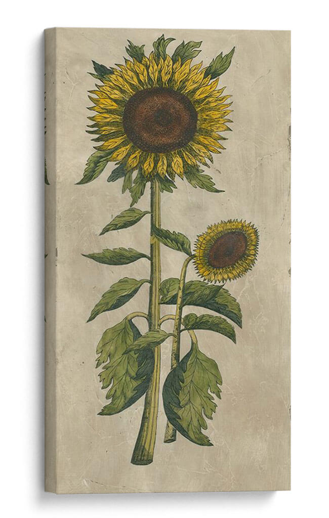 Girasol Fresco I - Vision Studio | Cuadro decorativo de Canvas Lab
