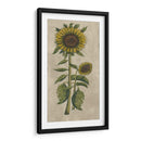 Girasol Fresco I - Vision Studio | Cuadro decorativo de Canvas Lab