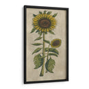 Girasol Fresco I - Vision Studio | Cuadro decorativo de Canvas Lab