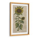 Girasol Fresco I - Vision Studio | Cuadro decorativo de Canvas Lab