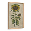 Girasol Fresco I - Vision Studio | Cuadro decorativo de Canvas Lab