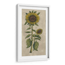 Girasol Fresco I - Vision Studio | Cuadro decorativo de Canvas Lab