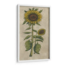 Girasol Fresco I - Vision Studio | Cuadro decorativo de Canvas Lab