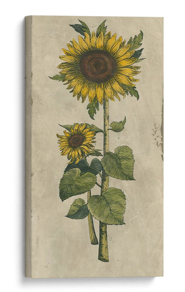 Girasol Fresco Ii - Vision Studio | Cuadro decorativo de Canvas Lab