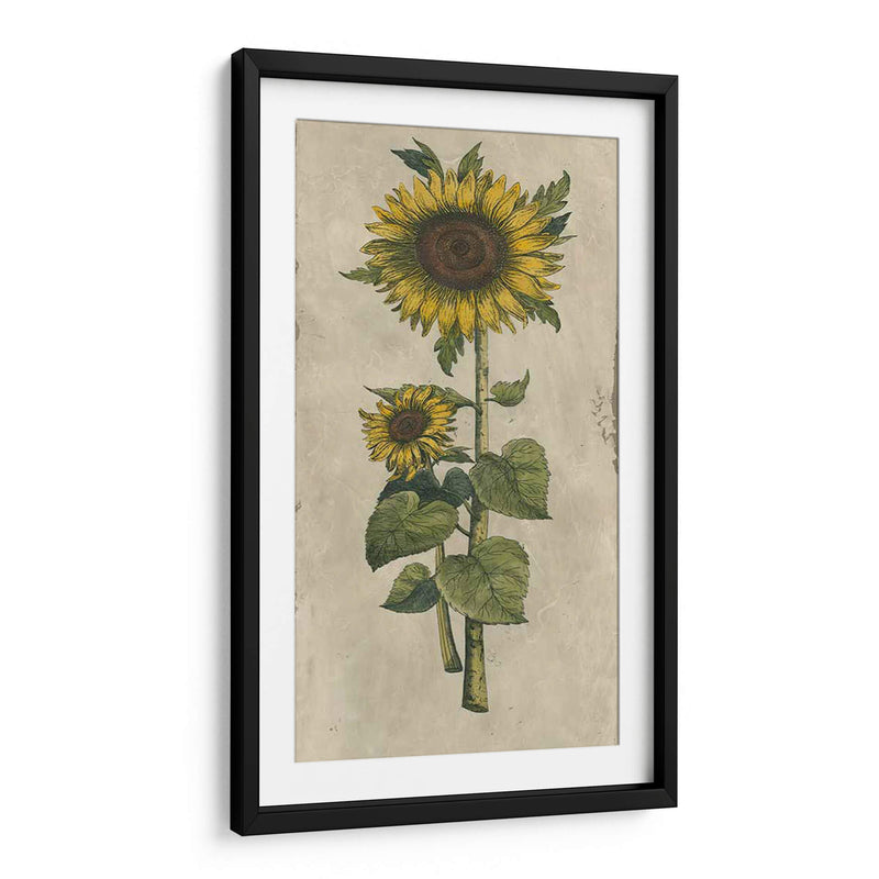 Girasol Fresco Ii - Vision Studio | Cuadro decorativo de Canvas Lab