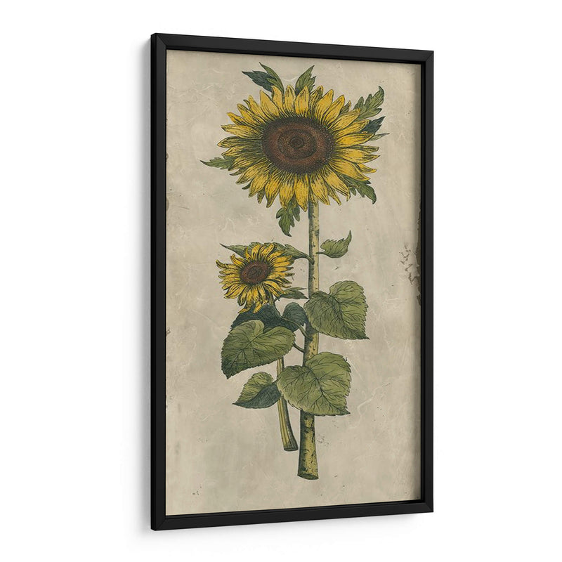 Girasol Fresco Ii - Vision Studio | Cuadro decorativo de Canvas Lab