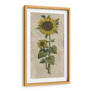 Girasol Fresco Ii - Vision Studio | Cuadro decorativo de Canvas Lab