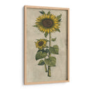 Girasol Fresco Ii - Vision Studio | Cuadro decorativo de Canvas Lab