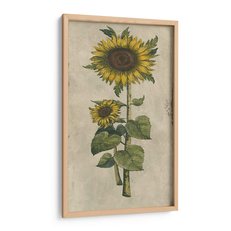 Girasol Fresco Ii - Vision Studio | Cuadro decorativo de Canvas Lab