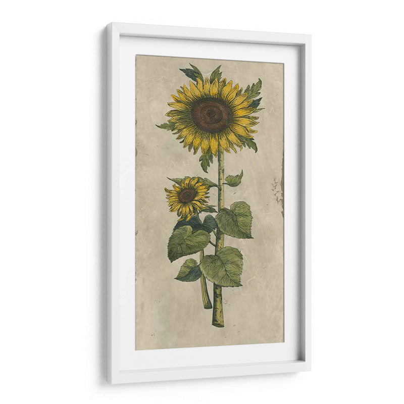 Girasol Fresco Ii - Vision Studio | Cuadro decorativo de Canvas Lab