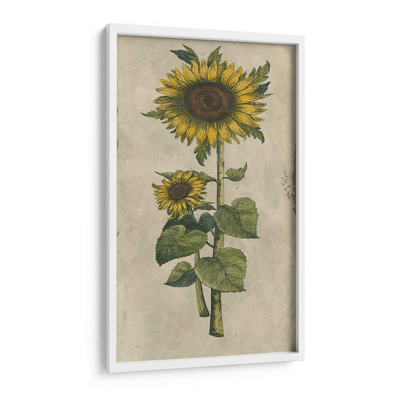 Girasol Fresco Ii - Vision Studio | Cuadro decorativo de Canvas Lab