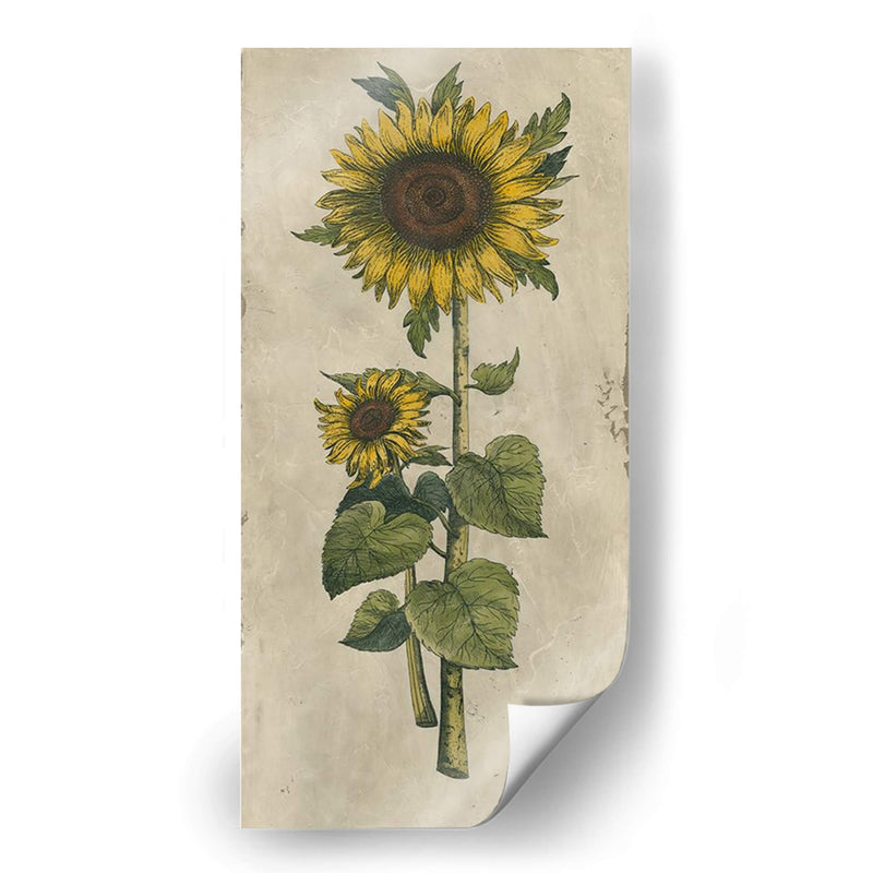 Girasol Fresco Ii - Vision Studio | Cuadro decorativo de Canvas Lab