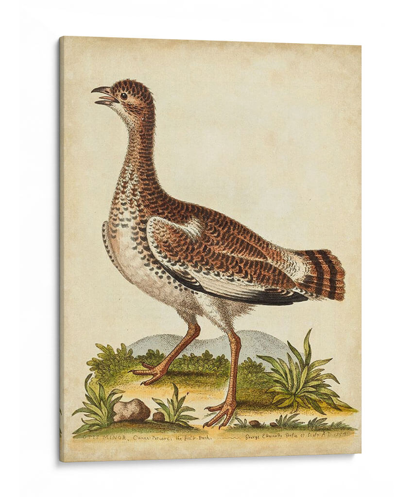 Menagerie De Pájaro Antiguo X - George Edwards | Cuadro decorativo de Canvas Lab