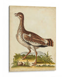 Menagerie De Pájaro Antiguo X - George Edwards | Cuadro decorativo de Canvas Lab