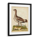 Menagerie De Pájaro Antiguo X - George Edwards | Cuadro decorativo de Canvas Lab