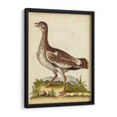 Menagerie De Pájaro Antiguo X - George Edwards | Cuadro decorativo de Canvas Lab