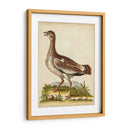 Menagerie De Pájaro Antiguo X - George Edwards | Cuadro decorativo de Canvas Lab