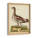 Menagerie De Pájaro Antiguo X - George Edwards | Cuadro decorativo de Canvas Lab