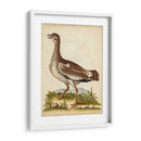 Menagerie De Pájaro Antiguo X - George Edwards | Cuadro decorativo de Canvas Lab