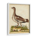 Menagerie De Pájaro Antiguo X - George Edwards | Cuadro decorativo de Canvas Lab