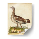 Menagerie De Pájaro Antiguo X - George Edwards | Cuadro decorativo de Canvas Lab