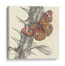 Majestuosa Mariposa Ii - Georges Cuvier | Cuadro decorativo de Canvas Lab